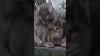 Monkey funny videos #1329 #babymonkey #shortvideo #short #viral #monkey #reels2023