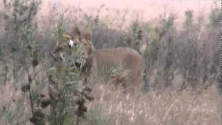 27 - John Goldie in the Ngorongoro Crater (part3).