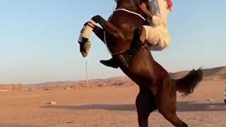 ماشاء الله عز يا مال العز خيل اصيل