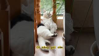 Cô nàng meow meow gợi cảm ! #meow #cute #animals