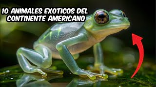 10 Animales exoticos del Continente Americano