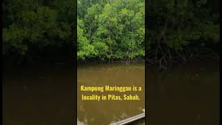 River in Kampung Maringgan Pitas Sabah Malaysia / Jason JS