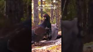 Capercaillie