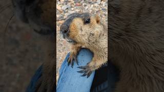 Adorable Himalayan Marmot Begging for Snacks on My Lap!#cutemarmot #cuteanimals #marmot #wildlife