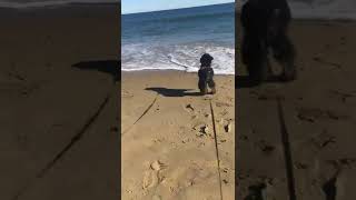 9 Months Old Miniature Poodle On The Beach