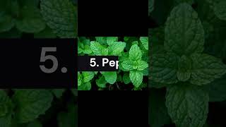 Top 10 Medicinal Plants #plants#medicine#medical#youtube#shorts#viral#short#trending#ytshorts#india