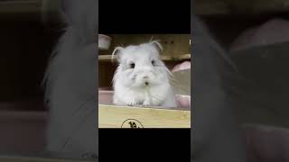 cute chinchilla#shorts #shortsvideo #youtubeshorts #pets #subscribe #like #chinchilla