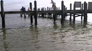 Dolphin at Bowditch Point Park