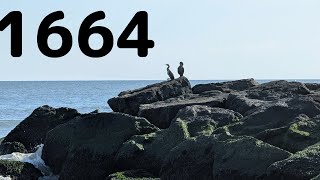 Grounded Suburbia 1664 Days — Socotra Cormorant 8K