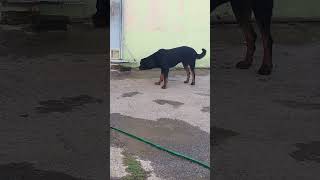 #sultão nosso #gorila fazendo segurança da casa #rottweiler