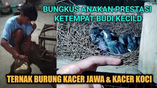 TERNAK KACER || KACER LOLOHAN PRESTASI || BUDI KECILD