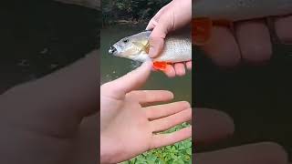 Perch fishing #shorts #Perch