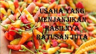 USAHA YANG MENJANJIKAN DAN HASILNYA RATUSAN JUTA (USAHA PEMBIBITAN CABE RAWIT PENTOL)