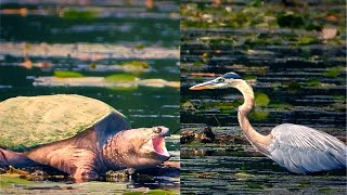 Encounter Between Great Blue Heron and Common Snapping Turtle