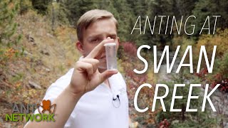 Anting at Swan Creek | The Ant Explorer