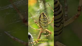 Weird facts about spiders