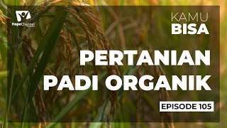 BELAJAR PERTANIAN PADI ORGANIK