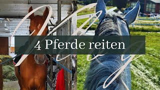 Vier Pferde reiten🐴⎪VLOG