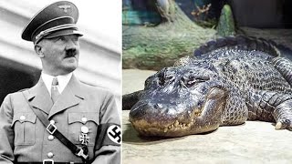 Se rumorea que Alligator perteneció a Hitler muere en el zoológico de Moscú.