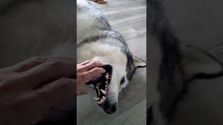 T'as de belles dents tu sais 😁🐺. #shorts #teeth #doglover #husky