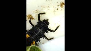 Ladybug nymph slurping baby southern army worm like a spaghetti noodle