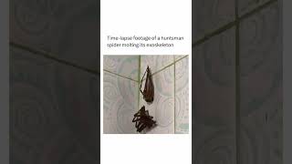 The Amazing Molting Process of Huntsman Spiders: Ecdysis Explained