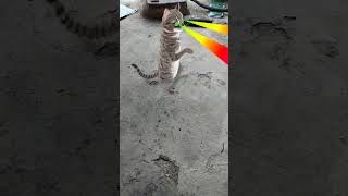 cat 😺 funny # dance 😂 viral # video 📷 trending # short 🙏