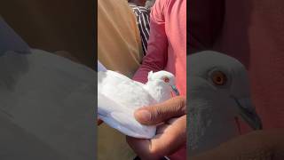 जामा मस्जिद कबूतर मार्केट दिल्ली #jamamasjid #kabootar #birds #pigeon #short #shorts shortfeed