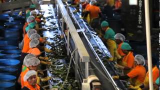 ALOE VERA Growing, processing, producing product