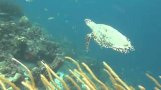 Bonaire: Schildpad bij Windsock