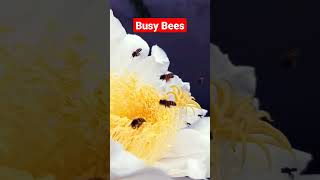 The Busy Bees #dragonfruit #bee #shorts