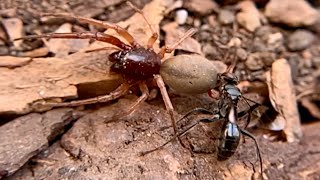 Wasp Drags Bull-Headed Sac Spider