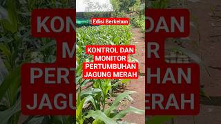 Jagung Merupakan Komoditas Pangan Yg Di Minati Petani Bima NTB