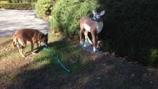 Phoebe and the fake deer