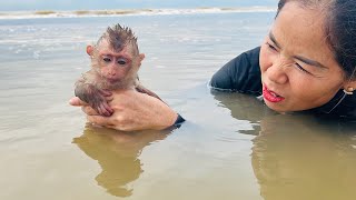 A special day for baby monkey Tina and her mother to go clam hunting together