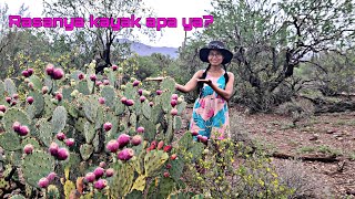 Panen Buah Kaktus di Amerika | Picking Prickly Pears | Life in America Vlog