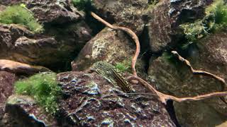 Loach tank food Time