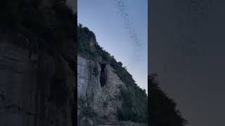 Thousands of bats flying out from their cave at Phnom Sambo in Battambang.