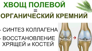 Хвощ и Спорыш - природный кремний для восстановления костей и хрящевой ткани.