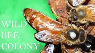 Beekeeping UK - Checking wild bee colony nuc, mark the queen