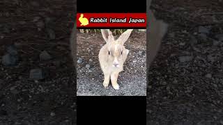 A wild rabbit following me #rabbit #bunny #shorts