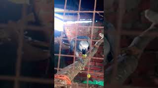 African grey#parrort shorts#africangrey #parrort #video 👍