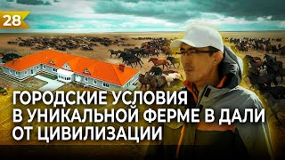 7000+ ГОЛОВ СКОТА В ТУРГАЙСКИХ СТЕПЯХ.ЖАНИБЕК КЕНЖЕБАЕВ ОЖИВОТНОВОДСТВЕ.