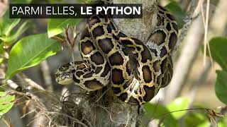 Floride : un python hybride récemment découvert pourrait menacer les Everglades