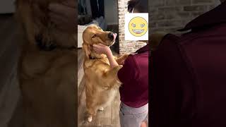 Hugo just wanted a hug! #dog #goldenretriever #yourdog #viral #puppy