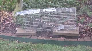 Grey Squirrel Caught With Havahart 1079 Trap