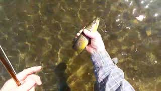 Fly Fishing for Trout, WI Stream 3-25-2023