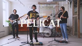 Pelicat | Nerver Live session