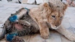 Rescuers Save Baby Lion Who Had His Legs Broken To Take Pictures With Tourists.