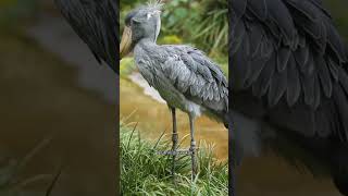 penampilan burung shoebill #short